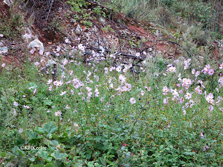 garden cosmos, Yunnan, China