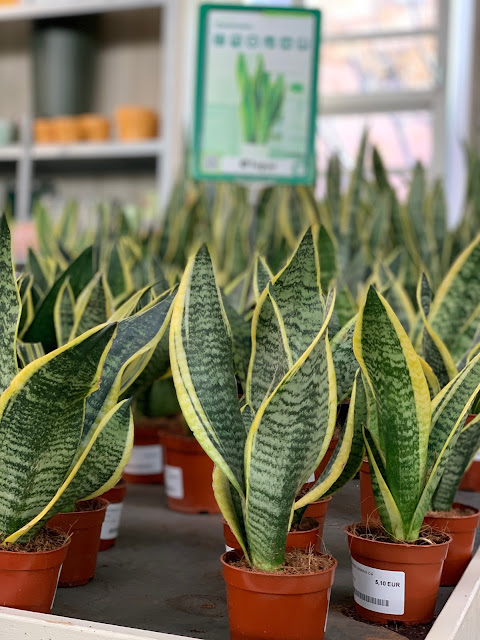 Sansevieria