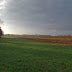 Early Morning Sunlight Bathes Wickham's Fruit Farm