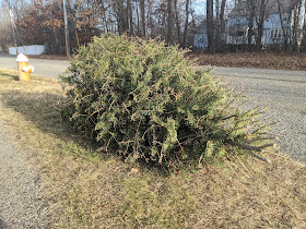 Missed getting the Christmas tree picked up? Take it to Beaver St