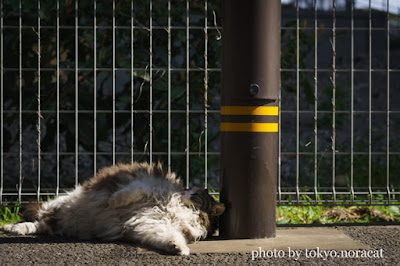 野良猫写真