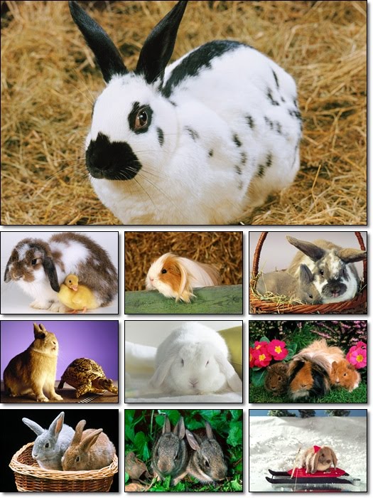 Rabbits 1600x1200 Wallpapers Pack