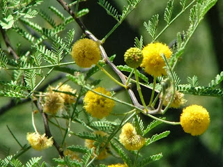 Acacia flower