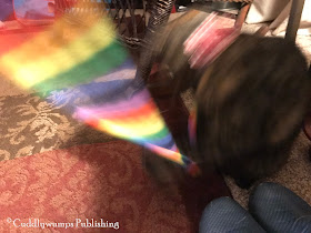 Blurry tortie: Real Cat Paisley and rainbow ribbon_Feb 2018