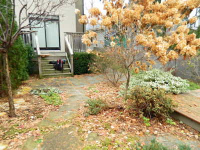York Humewood Backyard Fall Cleanup Before by Paul Jung Gardening Services--a Toronto Gardening Company