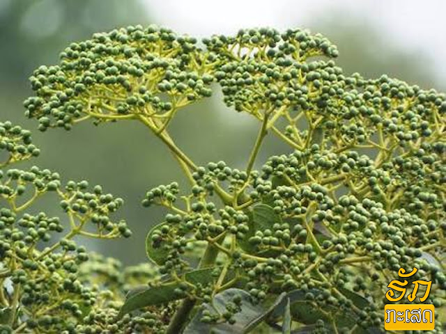 ຕົ້ນໝາກແຄ່ນ [Ton Mark Khene]  ຊື່ວິທະຍາສາດ: Zanthoxylum limonella  ຊື່ທົ່ວໄປເປັນພາສາ ອັງກິດ: Indian ivy-rue, Prickly ash, Sichuan pepper