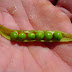 Beach Pea, An Enigmatic Edible