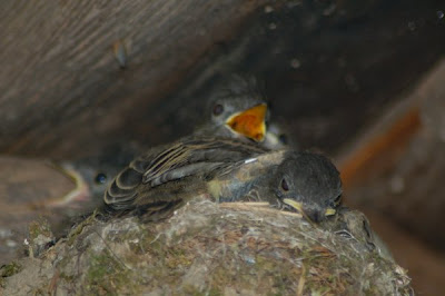 Phoebe nestlings