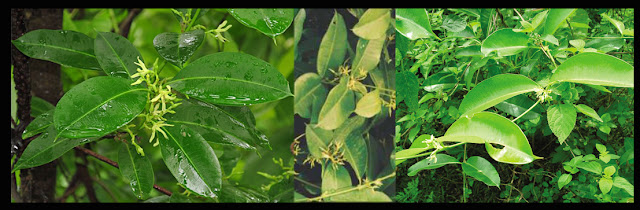 Ayurvedic Herbs Of Nepal, CRYPTOLEPIS BUCHANANII , कालो शारिभा, Kalo Shariva