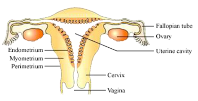 CONCEPT OF HOW DO ORGANISMS REPRODUCE