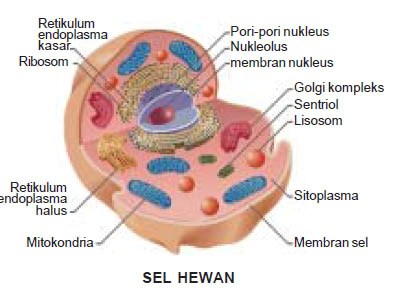 Ingin Tahu Perbedaan  Sel  Tumbuhan  Dan  Sel  Hewan  Biologi