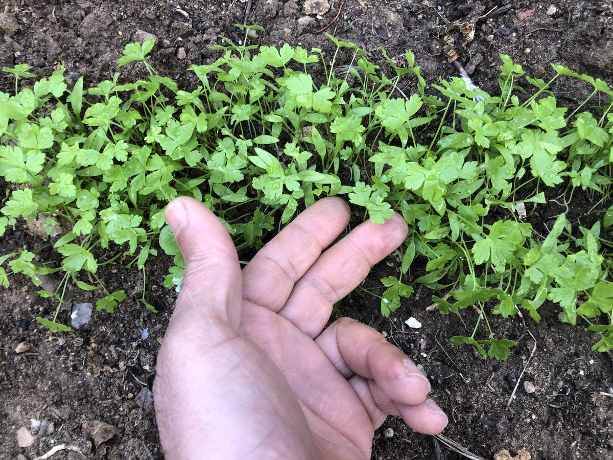 As the young parsley seedlings emerge, provide protection against potential threats such as pests, pets, and inclement weather until they become well-established.