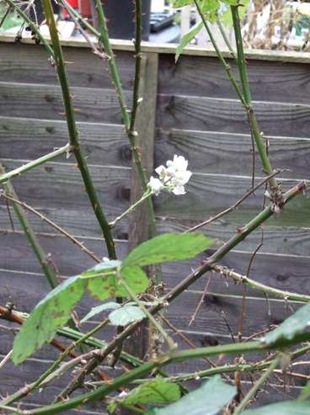 flowering_bramble_Dec2011-1_web