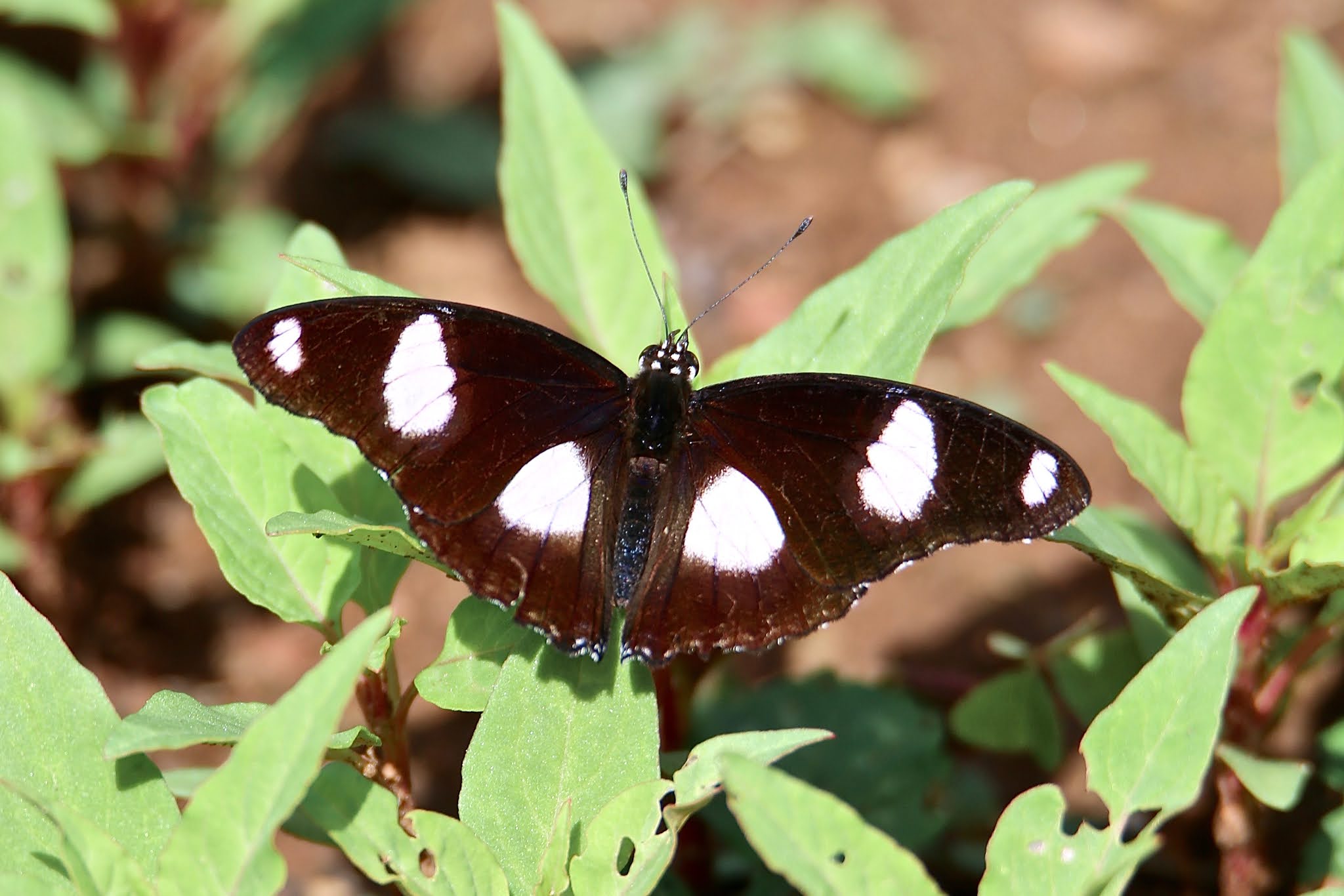 Danaid Eggfly Butterfly high resolution free