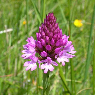 Fragrant Orchid