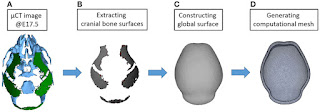 Bioengineered Cranial Bones