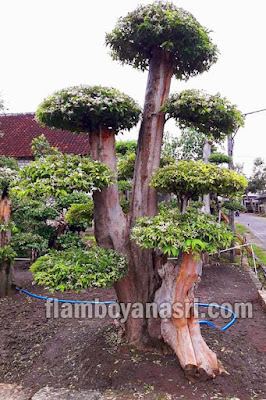 Jual Bonsai Putri Salju