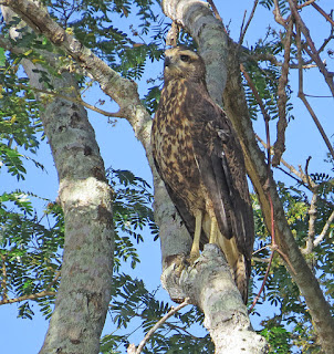 Great Black Hawk