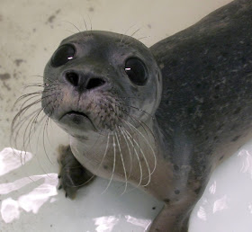 Funny animals of the week - 14 February 2014 (40 pics), seal cub looks sad