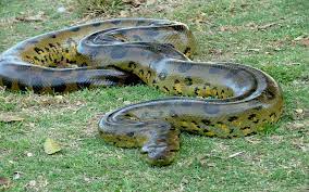 About Green Anaconda, Shadow Predators in the Amazon Jungle