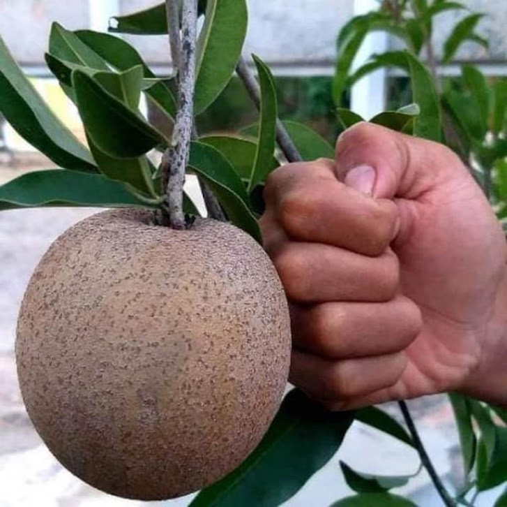bibit sawo jumbo unggul berkualitas Sulawesi Utara