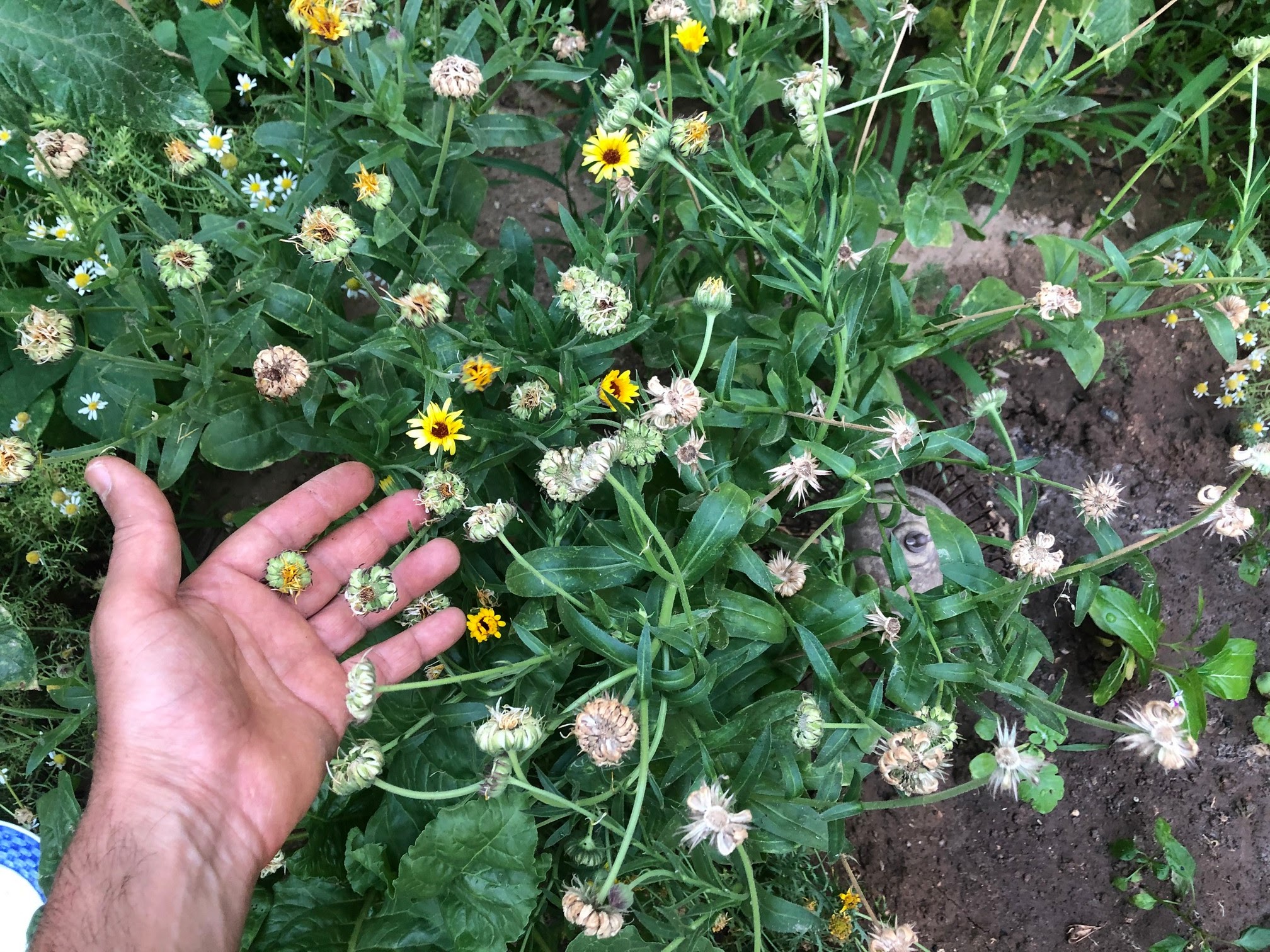 These are the green calendula seeds. Wait and don’t pick the seeds yet. You want to wait to collect your calendula seeds until they are fully brown and dry.