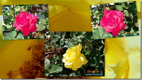 2010 Apr 7 flowers1