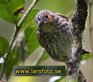 10 jenis burung kancilan yang jarang dikenal