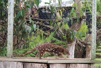 Trowunna Wildlife Park