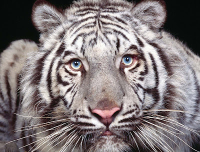 White Tiger Wallpapers 09