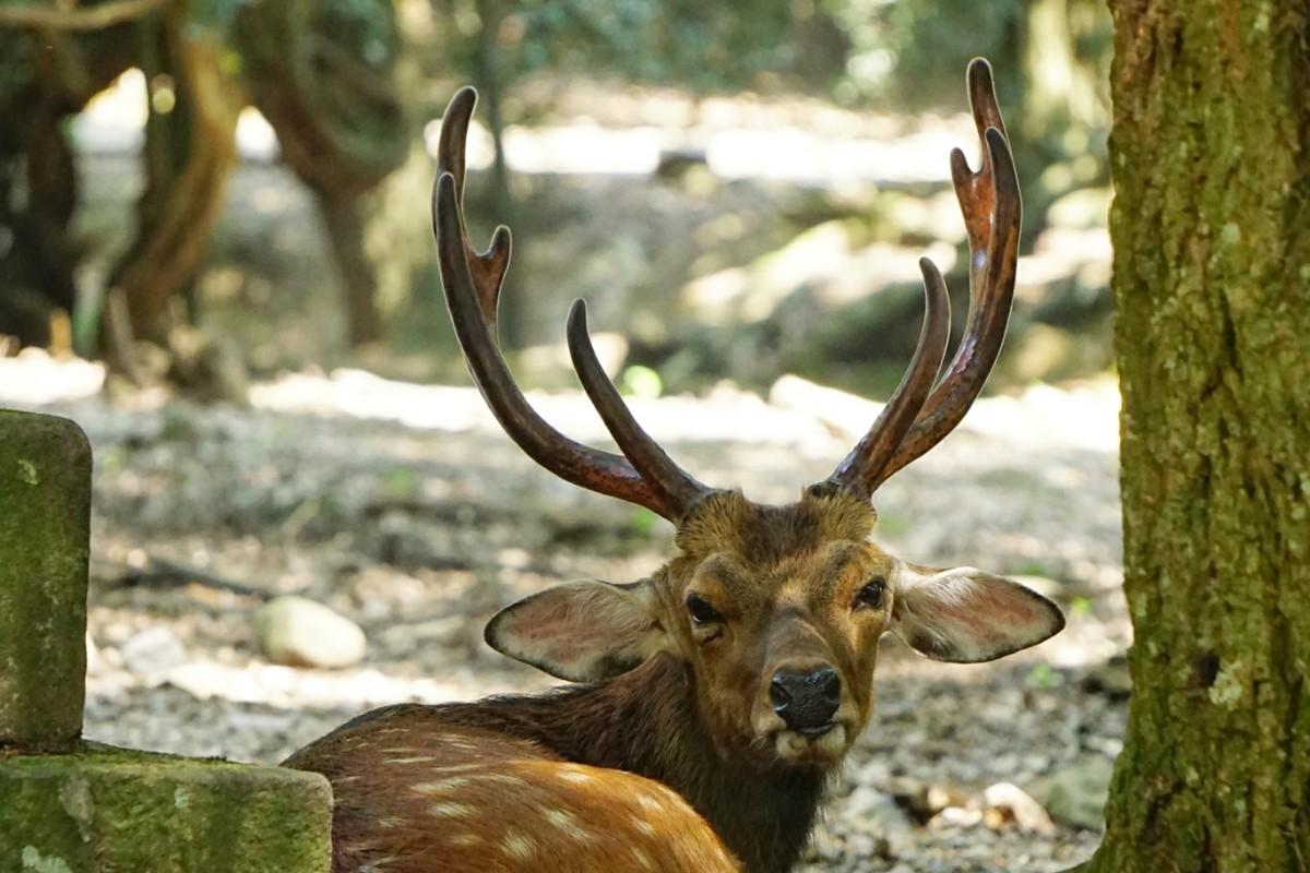 Nara, peurapuisto, Japani