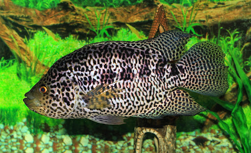 ikan cichlid paling agresif