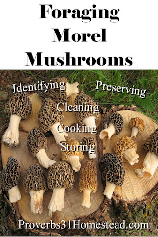 Foraging Morel Mushrooms
