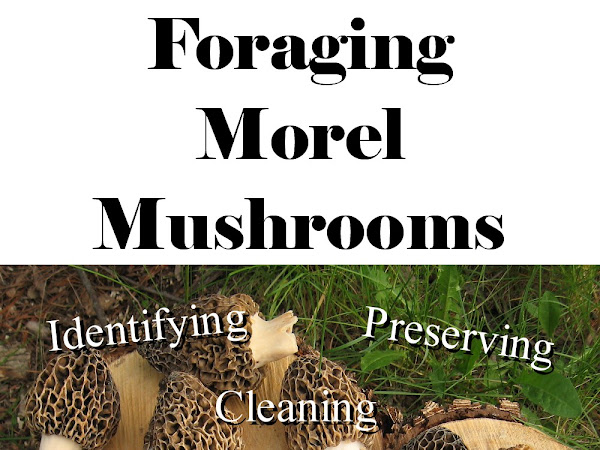 Foraging Morel Mushrooms (Identifying, Cleaning, Storing, Preserving, and Cooking)