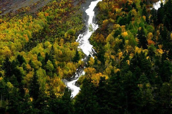Bome Gangxiang Spruce Forest