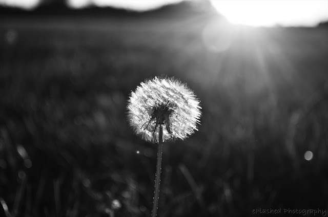 Dandelion in the Sunlight