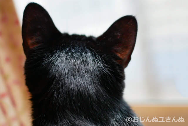 黒猫の後頭部