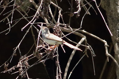 Gray-breasted Prinia