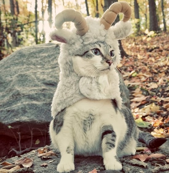 cat goat costume,halloween costume for pet