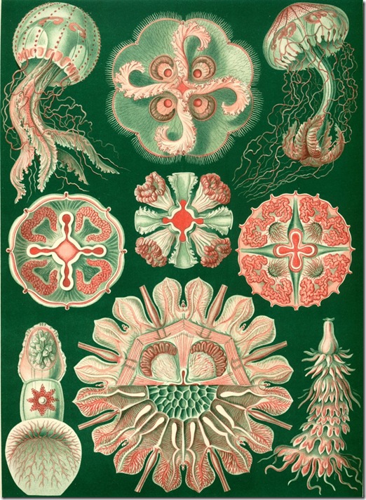 Haeckel_Discomedusae_98 (FILEminimizer)