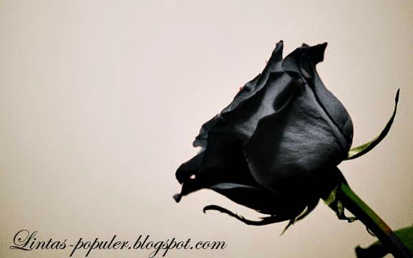 Download Wallpaper  Bunga  Mawar  Yang Cantik 