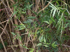 Elder var fruit - lace leaf elderberries