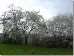 P4170588