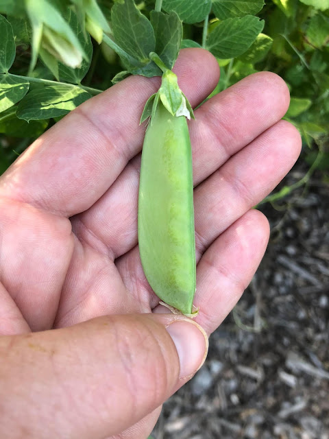 Harvesting peas