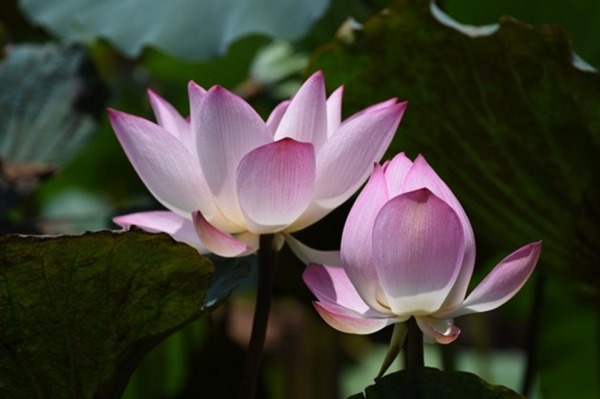 clip_image006