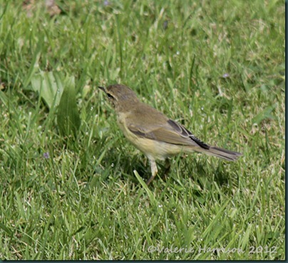 warbler