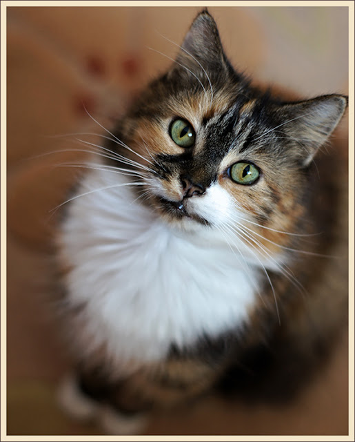 Cally, my little ray of sunshine on a rainy day by hehaden from flickr (CC-NC)