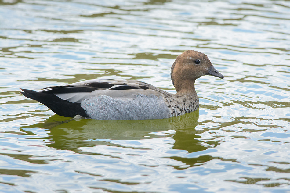 Rohupart, Chenonetta jubata, Australian wood duck, Maned duck, Maned goose, part