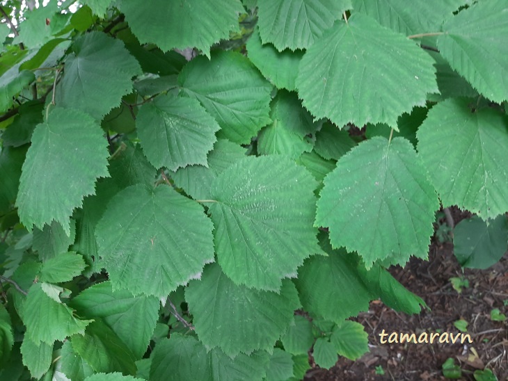 Лещина разнолистная / Орешник разнолистный (Corylus heterophylla)