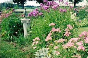 Flowers grown in the Park. Awesome view of Nature Beauty